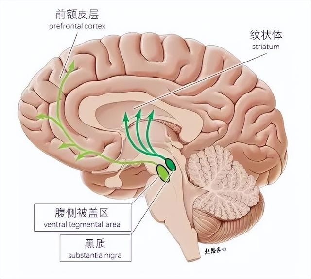 都说“运动产生多巴胺”，但为什么我跑步这么痛苦？